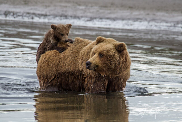 Picture of a Grizzly Bear, Limited Edition Fine Art Photography Print From Jess Lee"s Bear Photo Gallery