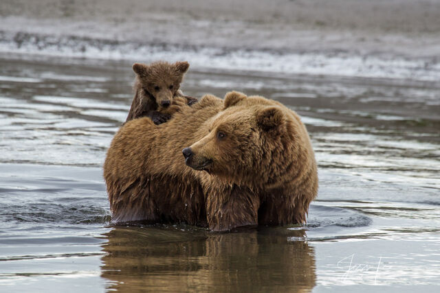 Picture of a Grizzly Bear, Limited Edition Fine Art Photography Print From Jess Lee"s Bear Photo Gallery