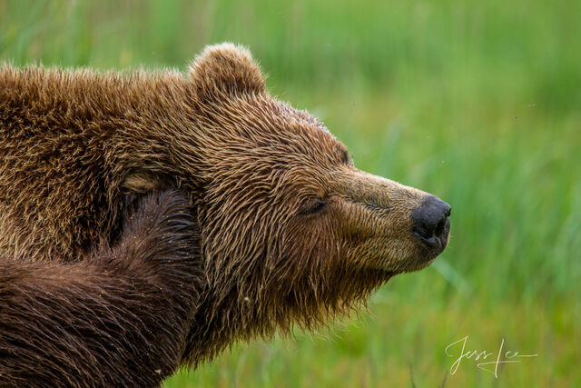 Picture of a Grizzly Bear, Limited Edition Fine Art Photography Print From Jess Lee"s Bear Photo Gallery