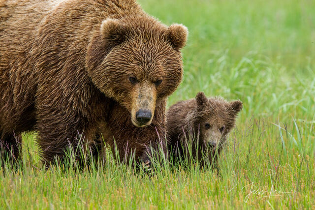 Picture of a Grizzly Bear, Limited Edition Fine Art Photography Print From Jess Lee"s Bear Photo Gallery