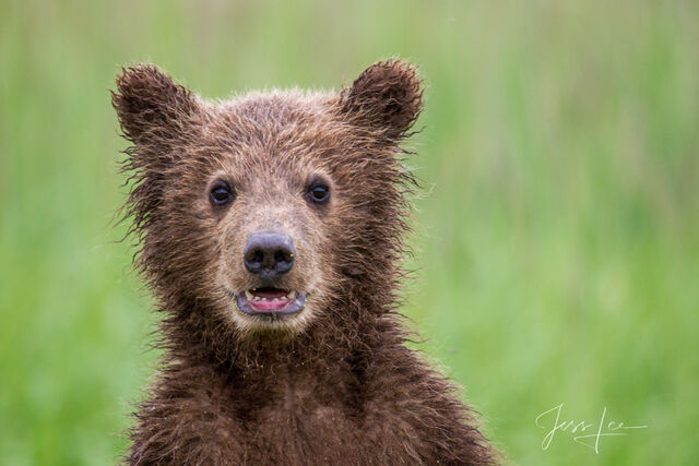 Picture of a Grizzly Bear, Limited Edition Fine Art Photography Print From Jess Lee"s Bear Photo Gallery