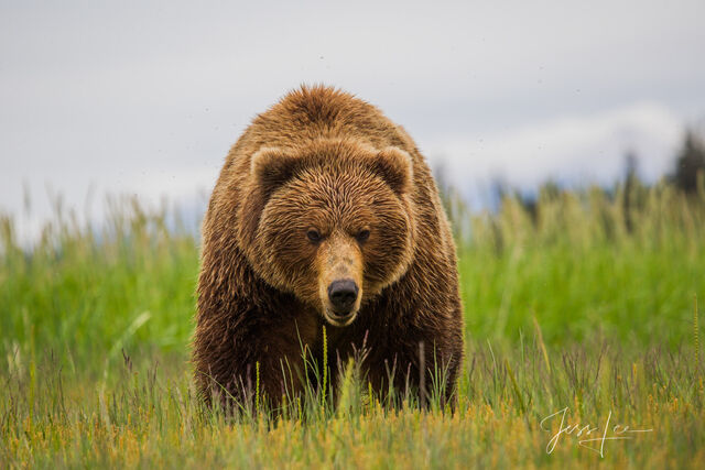 Picture of a Grizzly Bear, Limited Edition Fine Art Photography Print From Jess Lee"s Bear Photo Gallery