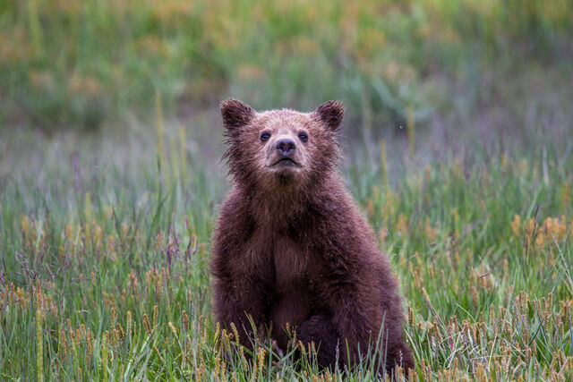 Picture of a Grizzly Bear, Limited Edition Fine Art Photography Print From Jess Lee"s Bear Photo Gallery