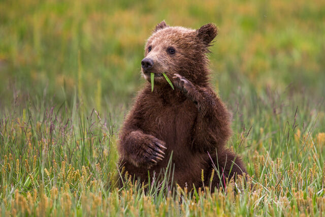 Picture of a Grizzly Bear, Limited Edition Fine Art Photography Print From Jess Lee"s Bear Photo Gallery
