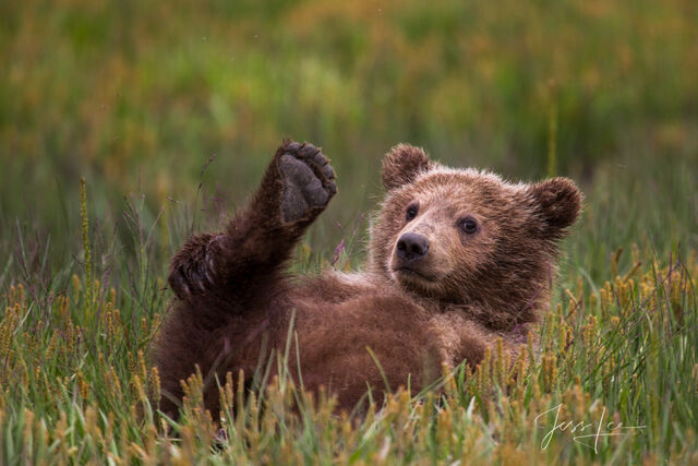 Picture of a Grizzly Bear, Limited Edition Fine Art Photography Print From Jess Lee"s Bear Photo Gallery