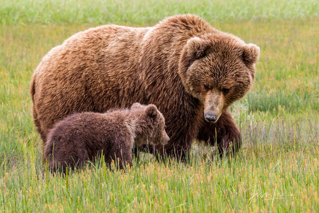 Picture of a Grizzly Bear, Limited Edition Fine Art Photography Print From Jess Lee"s Bear Photo Gallery