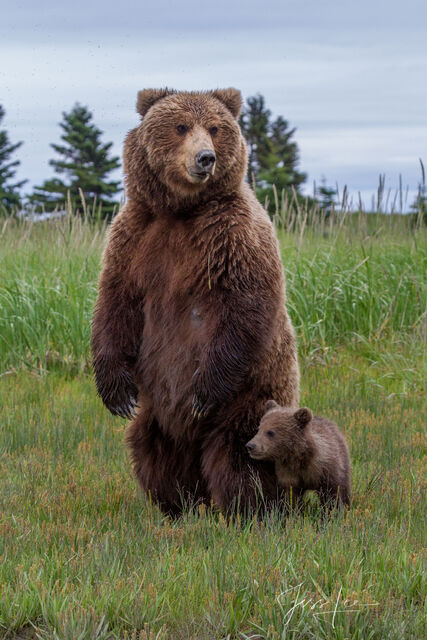 Picture of a Grizzly Bear, Limited Edition Fine Art Photography Print From Jess Lee"s Bear Photo Gallery