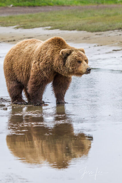 Picture of a Grizzly Bear, Limited Edition Fine Art Photography Print From Jess Lee"s Bear Photo Gallery