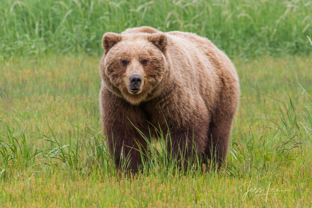 Picture of a Grizzly Bear, Limited Edition Fine Art Photography Print From Jess Lee"s Bear Photo Gallery