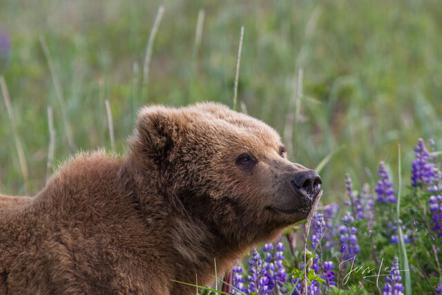 Picture of a Grizzly Bear, Limited Edition Fine Art Photography Print From Jess Lee"s Bear Photo Gallery