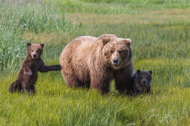 Picture of a Grizzly Bear, Limited Edition Fine Art Photography Print From Jess Lee"s Bear Photo Gallery