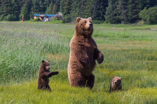 Grizzly bear mother and cubs standing tall in Alaskan prairie. 