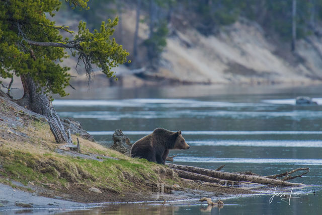 Grizzly Bear on Yellowstone River