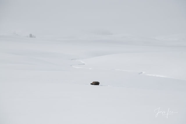 Down by the stream Bison