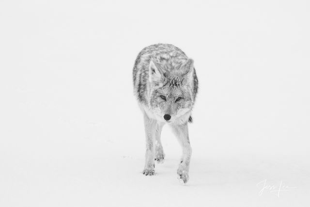Coyote Photo 