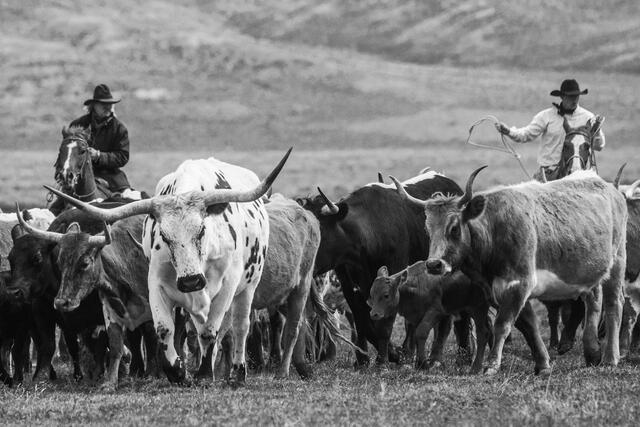 Bull Photos, Cowboy Photos, Black and White Photography, Western Photography