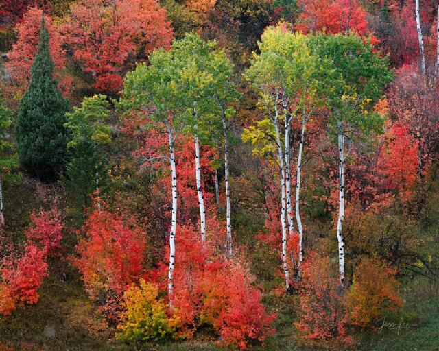Fall Color Idaho