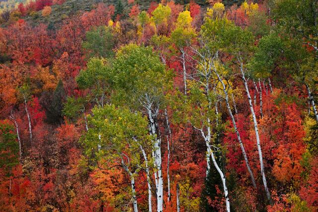 Autumn Twist
