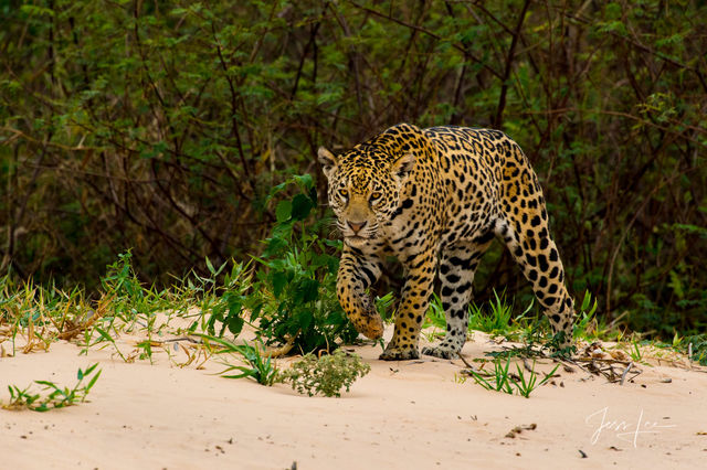 Jaguar Pictures | Big Cat Photo Prints