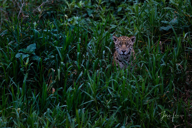 Wildlife  Pictures |  Photos from the Wild, Prints For Sale 