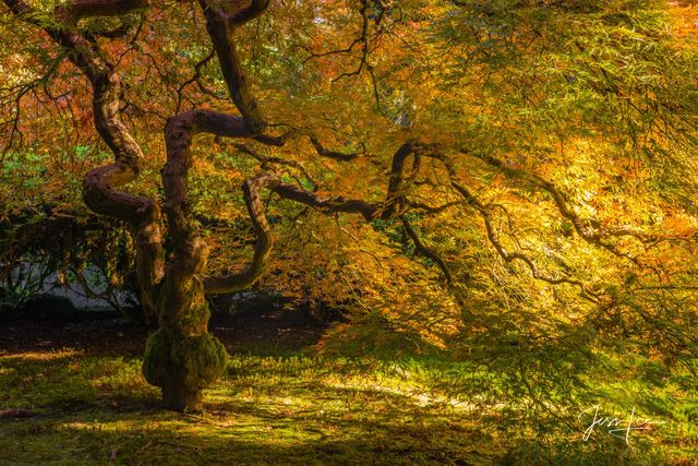 Tree Photography Print golden maple