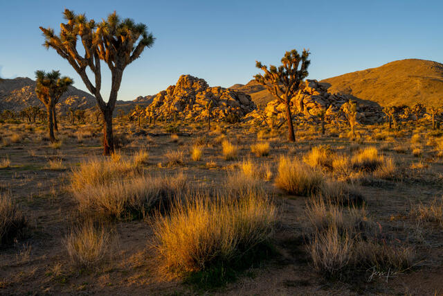 Beautiful Photography, Fine Art Landscape Print Of Joshua Tree National Park, California