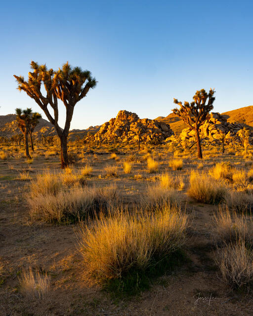 Beautiful Photography, Fine Art Landscape Print Of Joshua Tree National Park, California