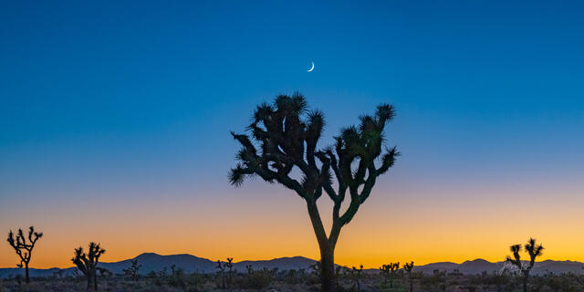 Beautiful Photography, Fine Art Landscape Print Of Joshua Tree National Park, California