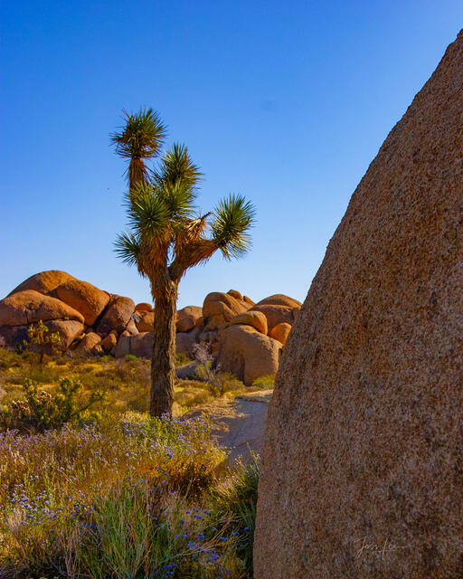 Beautiful Photography, Fine Art Landscape Print Of Joshua Tree National Park, California