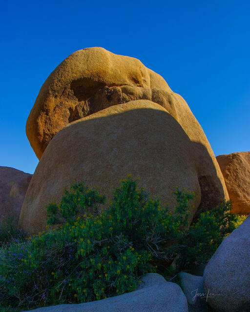 Beautiful Photography, Fine Art Landscape Print Of Joshua Tree National Park, California