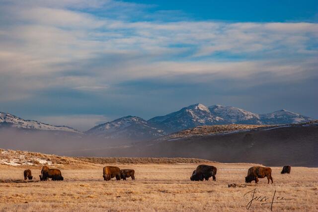 Lamar Valley Bison in Autumn
