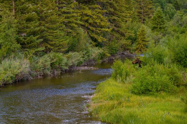Madison River Moose