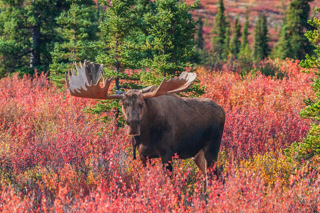 Tundra Bull Moose