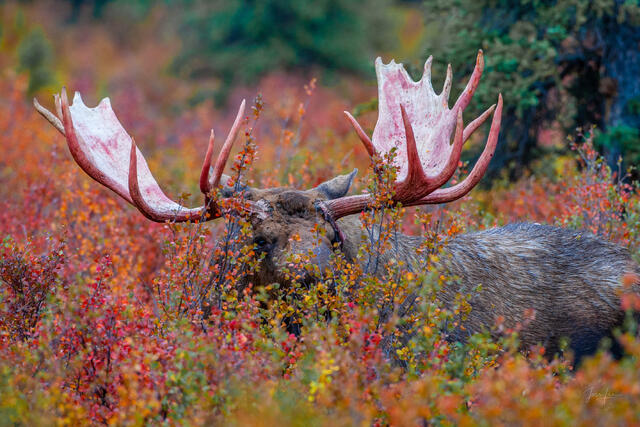 Moose Brunch | Alaska Autumn