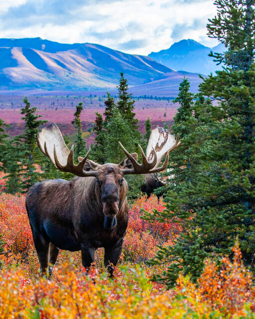 Big Denali Bull Moose in Autumn color