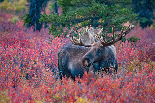 Bull moose standing in the lush autumn tundra in Alaska's wilderness. 