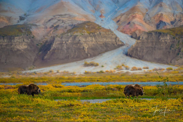 Arctic Musk Ox grazing on the tundra 