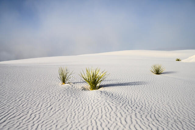 Fine art photography print of a silhouette of a Soaptree Yucca plant at sunrise in White Sands National Park, New Mexico