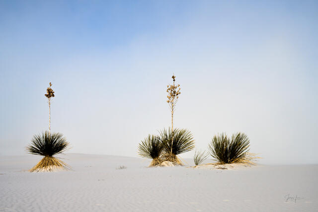 Fine art photography print of a leading line of a wind-swept gypsum dune ridge at White Sands National Park, New Mexico, featuring minimalist white sand texture