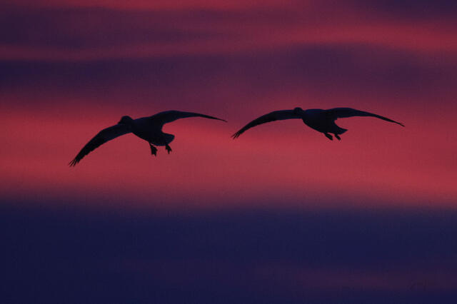 Fine art wildlife photography by Jess R. Lee of two Sandhill Cranes in silhouette landing against a vibrant pink and purple twilight sky at Bosque del Apache.