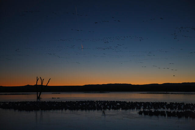 Luxury wildlife wall art showcasing the massive crane migration in New Mexico at dusk.