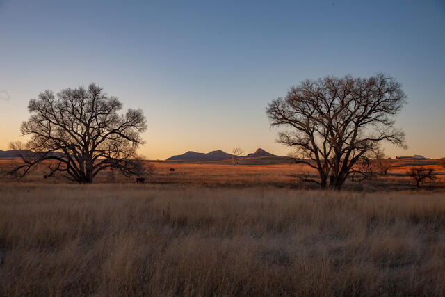 Luxury Southwest wall art showcasing a serene golden hour landscape with dormant trees and distant mountains.