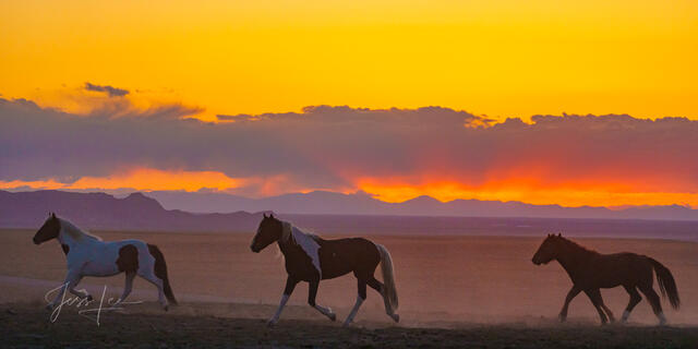 Onaqui Wild horses at sunrise.