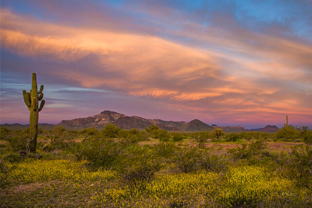 Photo of Spring flowers blooming across the Arizona landscape.   Desert Photography Print