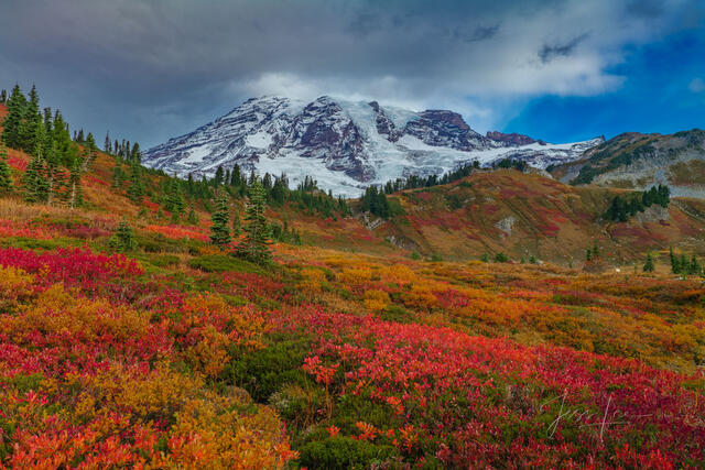 Mount Rainier Fall Color Picture