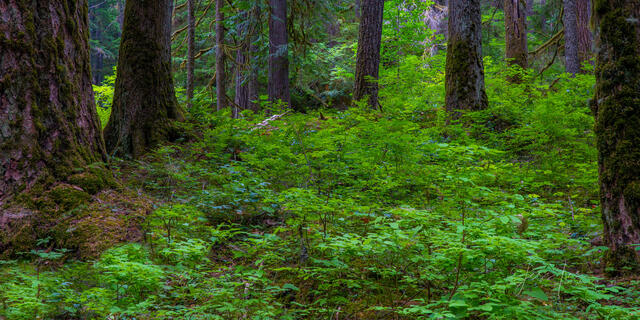 Green forest floor photo.