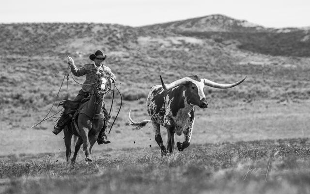 Cowboy Photos, Black and White Photography, Horse Photos, Bull Photos, Roping Photography