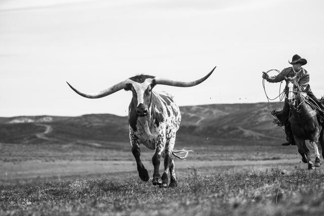 Black and White Photos, Cowboy Photos, Roping Photography, Horse Photos, Bull Photos