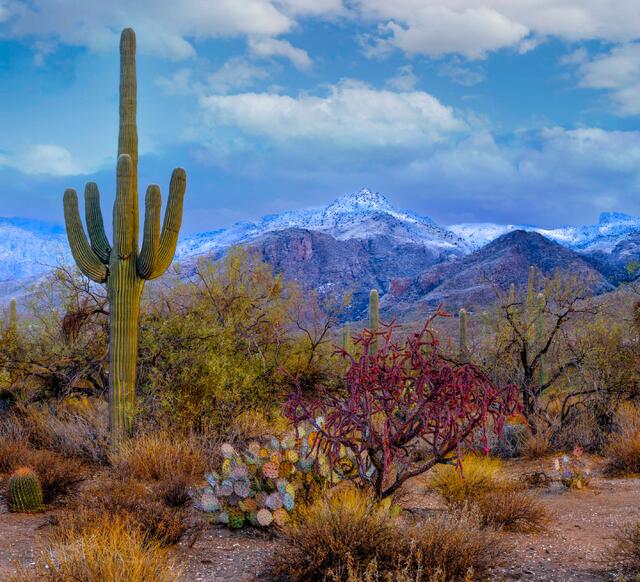 Rare Arizona fine art photography print of snow-covered Saguaro cacti in Sabino Canyon, Tucson.
