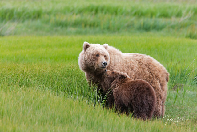 Picture of a Grizzly Bear, Limited Edition Fine Art Photography Print From Jess Lee"s Bear Photo Gallery
